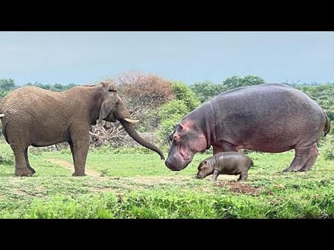 Crazy Giant Elephant Tramples Baby Hippo And The Ending Is Extremely Unbelievable