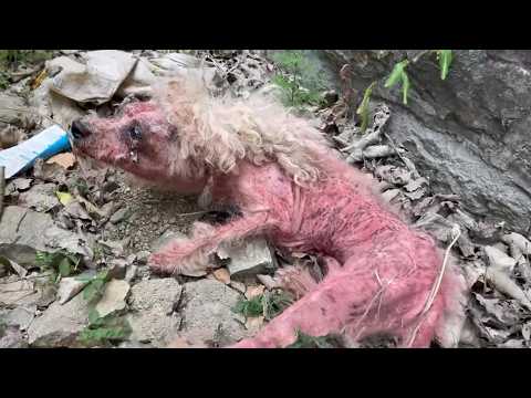 Left to Die, She Hid from the World—Until One Kind Man Gave Her a Reason to Live Again!