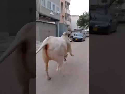 Dangerous Bull 23