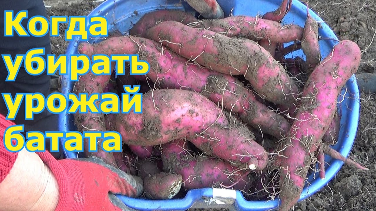 Батат выращенный на черном спанбонде Когда и как выкапывать батат (сладкий картофель) в Подмосковье