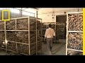 Ivory Trade and Conservation Efforts