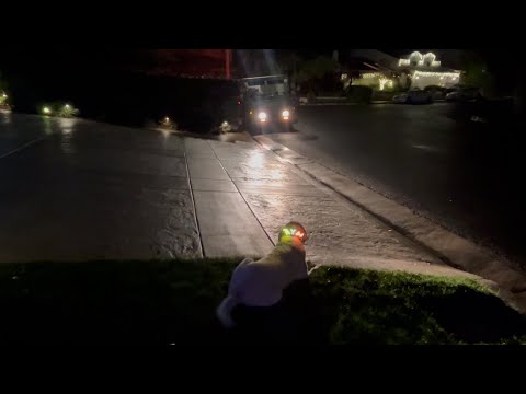 As the Year Ends, One Dog Still Waits for the Mail Carrier