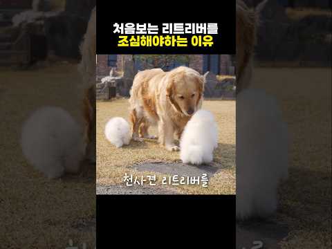 처음보는 리트리버를 조심해야 하는 이유