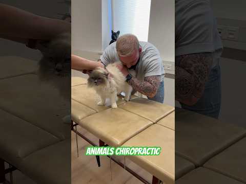 Animals Chiropractic 💚💚💚💚#asmr #chiropractic #animals #cat #cats #catvideos #foryou