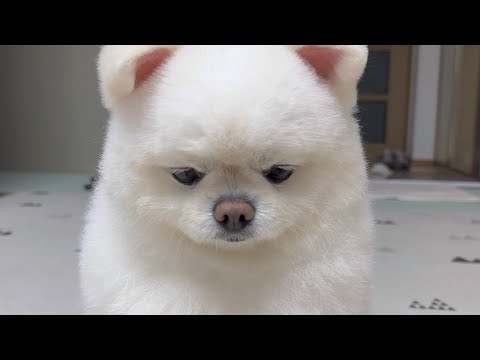 잘못을 뒤집어씌었더니 억울함 호소하는 강아지ㅋㅋㅋ