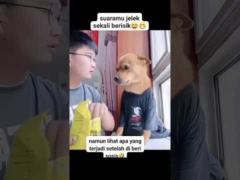 Смех до слез 🤣😁 #shortvideo#смешныевидео#смехдослез#сабака#топ#шортсы#рилс#приколы
