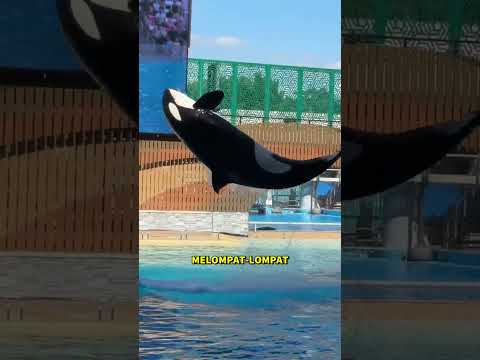 pelatih yang membuat paus orca merindukannya ‼️😭😭😍 #animal #shorts #trending