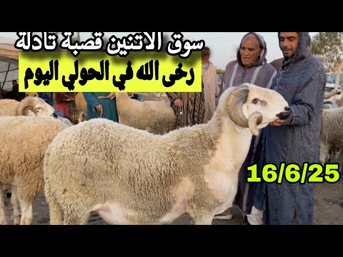 مباشرة من سوق الاتنين قصبة تادلة 16/6/25 مع تمن الحولي و النعجة و حولية 🐑🐑🇲🇦