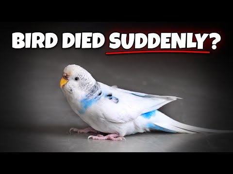 Bird Died Suddenly? These 8 Reasons Might EXPLAIN Why