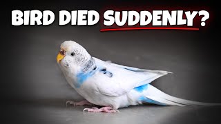 Bird Died Suddenly? These 8 Reasons Might EXPLAIN Why