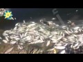 بالفيديو: نفوق كميات كبيرة من الاسماك بنهر النيل فى بالبحيرة