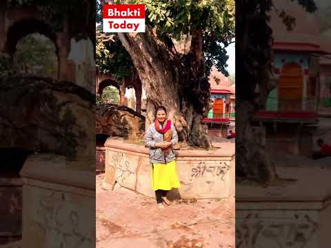 वृंदावन का 5000 साल पुराना वृक्ष |कालिया दाह || #shorts #vrindavan #radheradhe