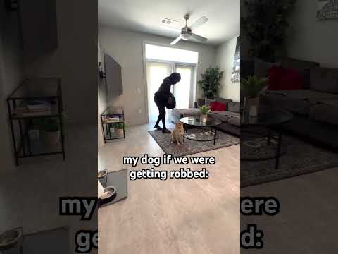 god forbid it's the mailman tho😂 #funny #shibainu #memes #relatable