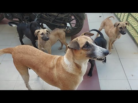 my cute 😍 female street dog 🐕 julie and its beloved puppies 🐶 came to home today