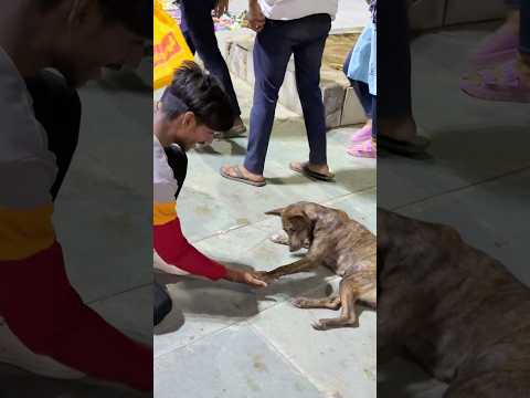 Dog is Best friend ever🥲love you 🐶😘 #dogflip #dogtricks #agilitydog #funnydogs #doglove #pets