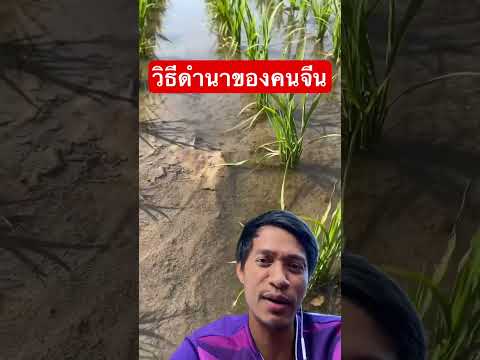 วิธีการดำนาของคนจีน #เกษตร #ดำนาจีน #shorts