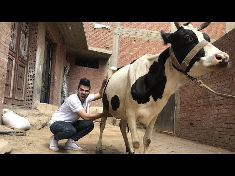 نزلت لبن من صدر الجاموسه | مش هتصدق عملت ايه 😂