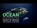 Tuna Population and Management Issues