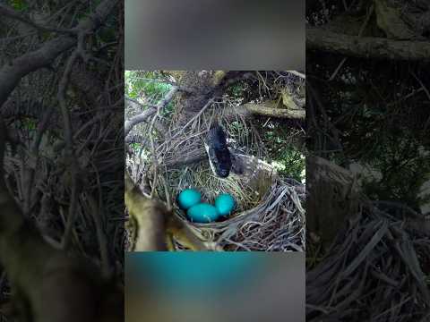 Гнездо с тайным входом