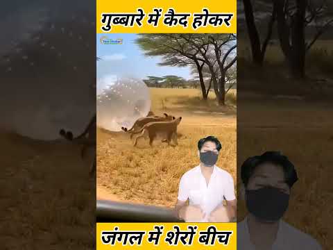 गुब्बारे में कैद होकर जंगल में शेरों के बीच पहुंचा शख्स #lion #aajkatazakhabar