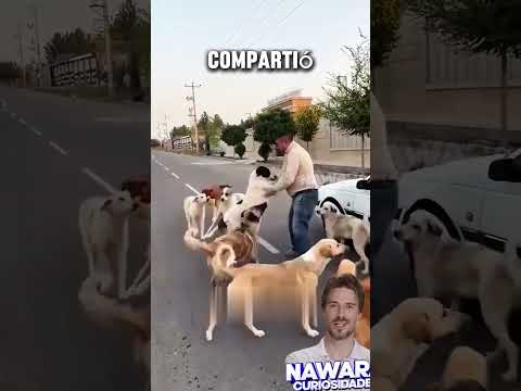 Odiado por sus vecinos por alimentar perros!