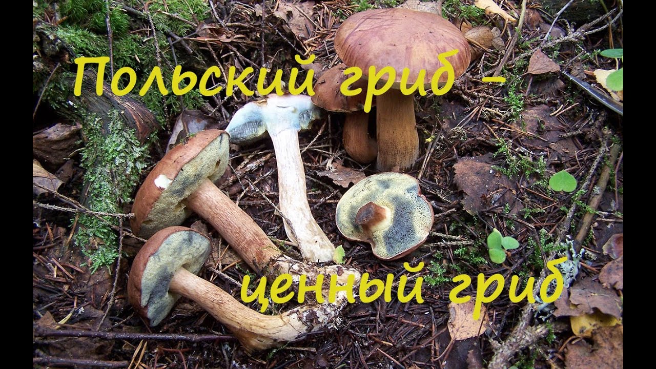 Польский гриб - лучший среди моховиков. Imleria badia