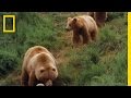 Grizzly Bears and Fishing Techniques