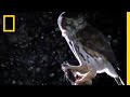 Predation and Survival Strategies in Owls