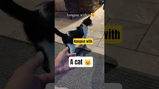 hangout with a cat