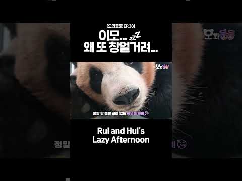 루이와 후이의 나른한 오후💤 #루이바오 #후이바오
