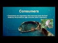 Ecosystem Roles and Functions