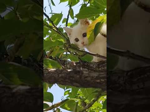 子猫を拾ったら？