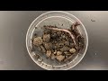 Exploring Characteristics of Living Things