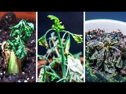 365 Days Failing at Growing Plants Time Lapse