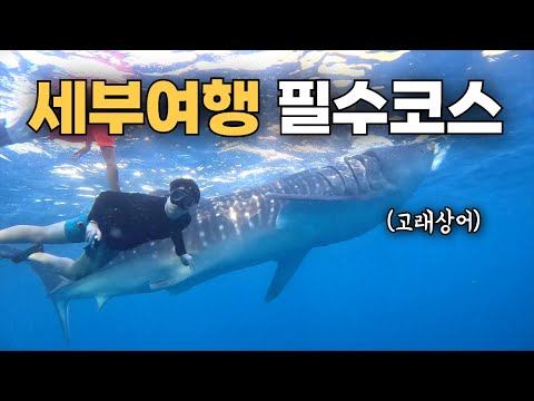 🇵🇭 필리핀 세부 여행가면 무조건 가야하는 3곳 (오슬롭, 캐녀닝, 모알보알)