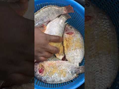 Comment préparer sauce graine + crincrin + pâte de maïs - Partie 1 #cooking #artculinaire #cusine