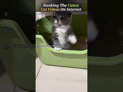 Cats Being Cats 😂😺 Watch Till End And Try Not To Laugh 😂😹 #cat #funnycats #funnyanimals #shorts