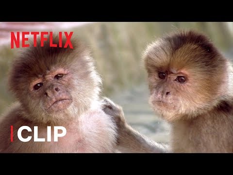 How Do Monkeys Relax? 🐒 Absurd Planet | Netflix Futures