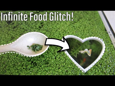 How to turn Duckweed into Fish Food