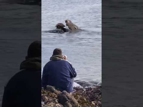 A man filmed a crocodile attacking a buffalo while it was swimming in a river. 🐊🐃 #shorts