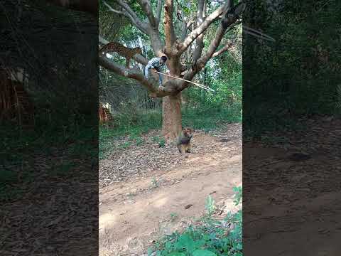 monkey ???#tiger #peacock #shortsviral #trending #animal #tigertiger #shortvideos