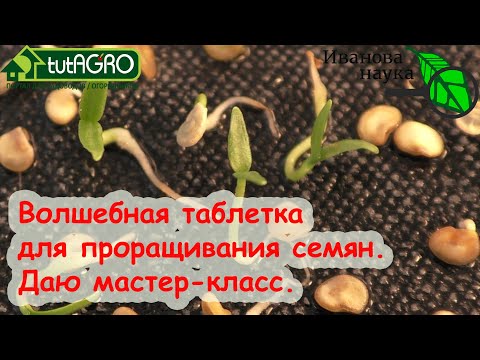 С этой таблеткой отличная всхожесть семян перца, томата и других растений. Без перекиси и зеленки!