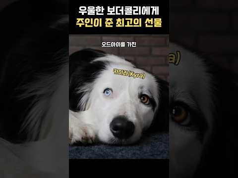 우울한 보더콜리를 위해 주인이 준비한 선물