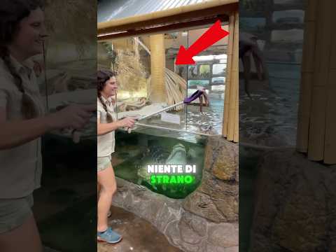 Nessuno si aspettava finisse così 🐊😰 #shorts #tiktok