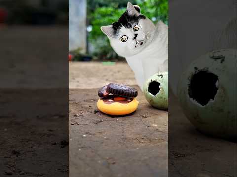 Knock Knock... Millipede ! Let's Go Swimming With Me【ヤスデ！一緒に泳ごう】 #cat #millipede