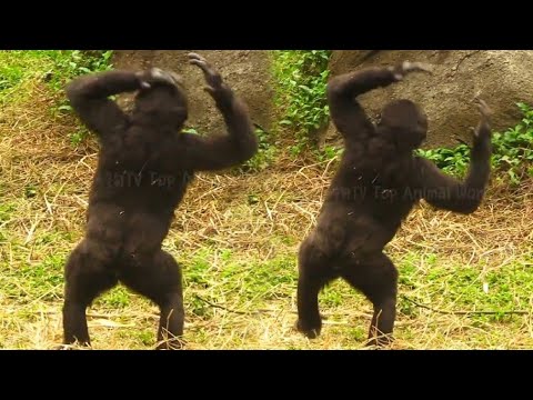 Ringo’s Head-Tapping Dance! 😆😅中文:"林戈的拍頭舞蹈！