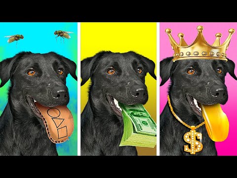 Meu Cachorro Mágico Concede Desejos | Cachorros Ricos vs Sem Grana vs Giga Ricos, por Desafio Aceito
