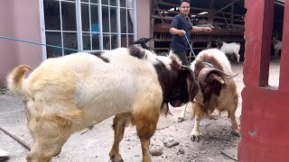 KAMBING KURBAN RAKSASA GILBRAN FARM