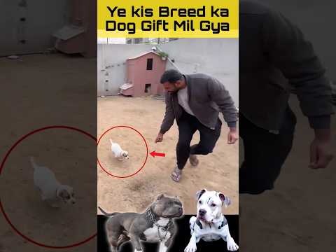 Ye Pitbull Dog hai Kya ?