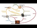 Exploring the Rock Cycle and Types of Rock